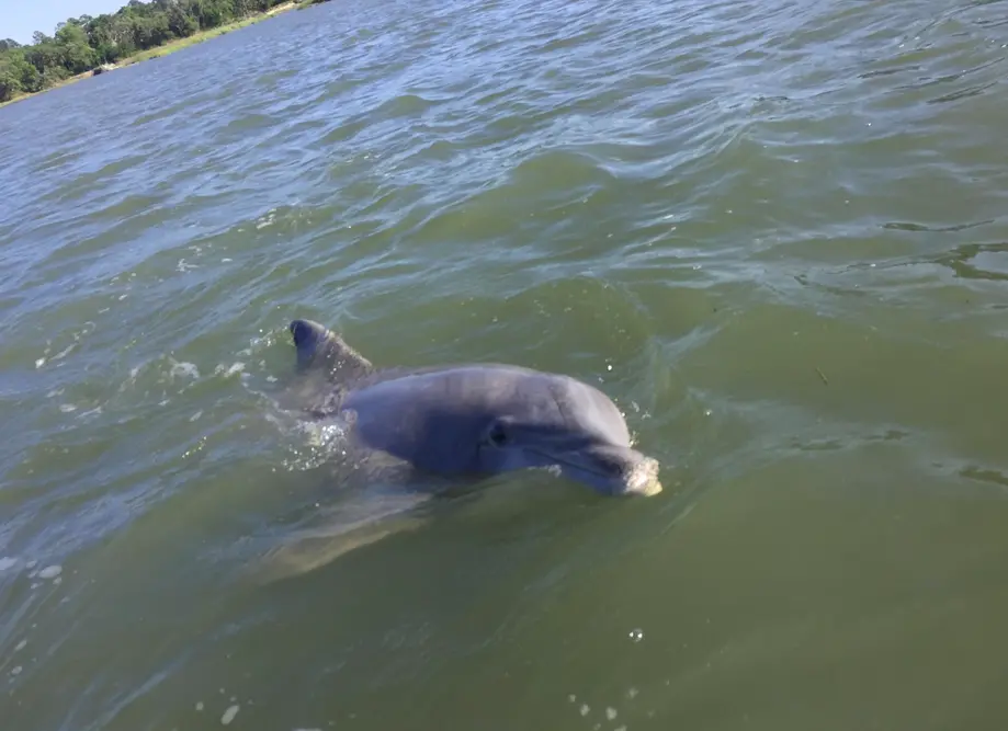 Private Disappearing Island Dolphin Tour