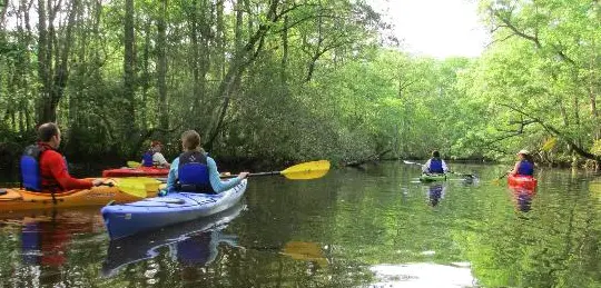 Morning 2 Hour Wambaw Creek Wilderness Area Tour