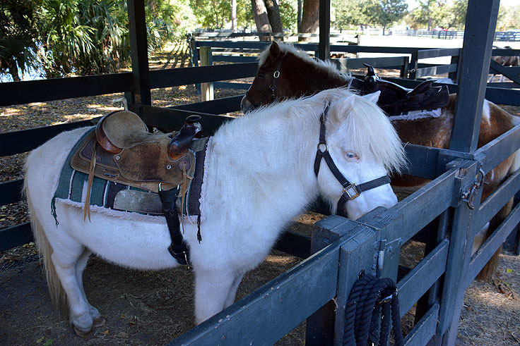 Pony rides are available at Lawton Stables in Hilton Head, SC