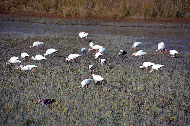 Pinckney Island National Wildlife Refuge in Hilton Head, SC