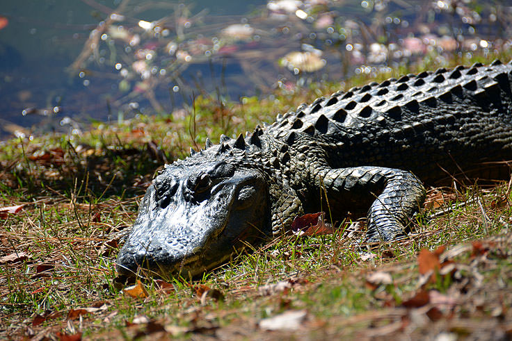 An alligator in the shore at Sea Pines Forest Preserve in Hilton Head, SC