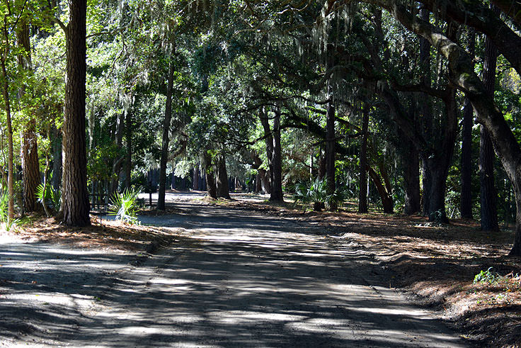 Driving through Sea Pines Forest Preserve in Hilton Head, SC