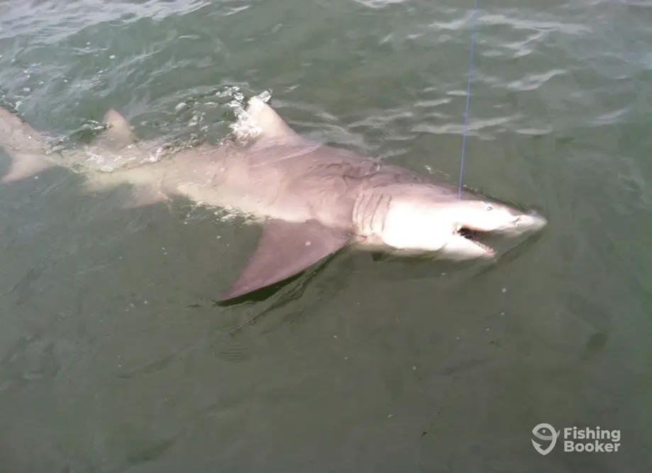 Carolina Rig charter image 2