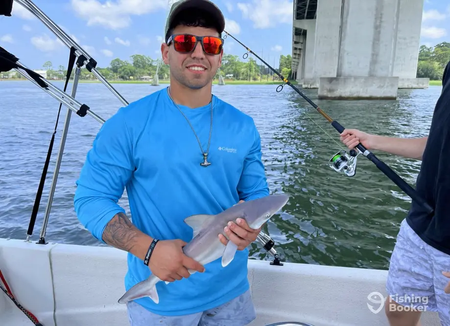 Family Shark Fishing & Dolphin Tours 3 charter image 5