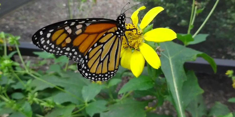 Wonderful Wings