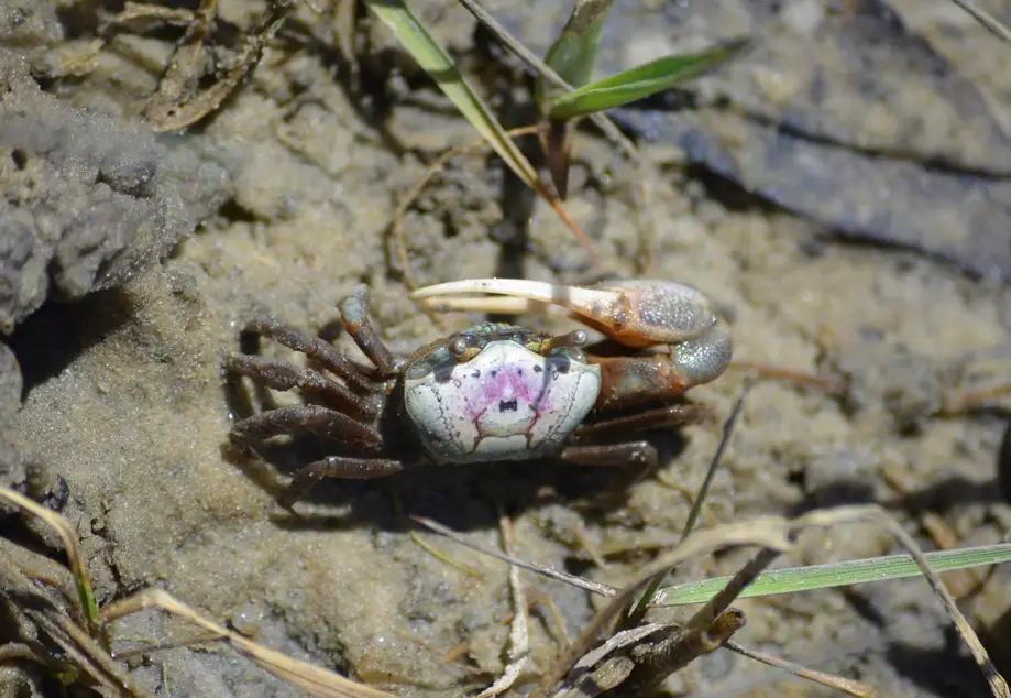 Marsh Critters
