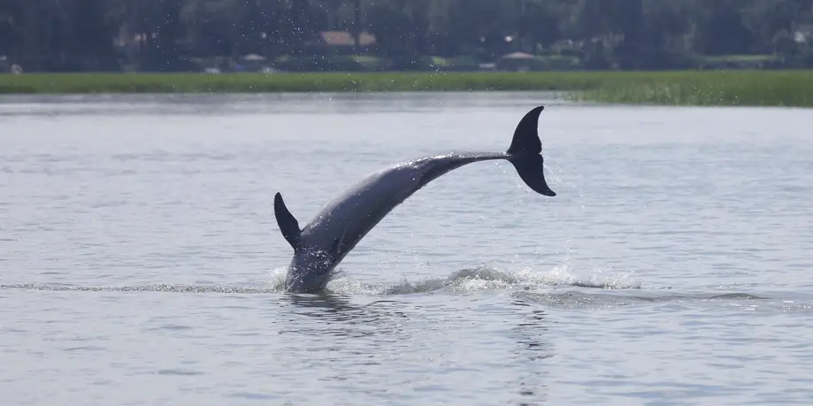 Adopt-a-Dolphin