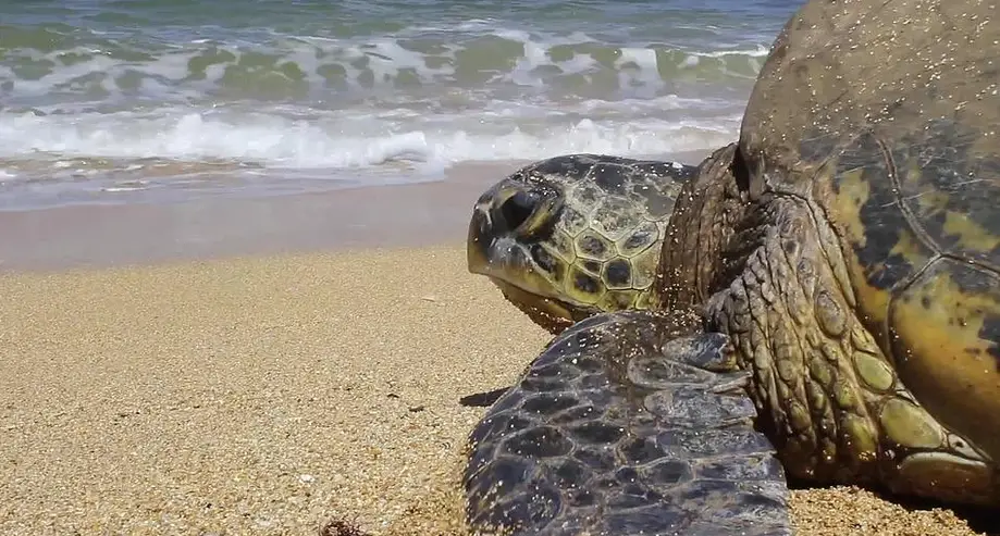 Sea Turtles of Hilton Head Island Presentation