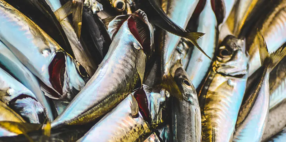 9 Hour Fishing Tour