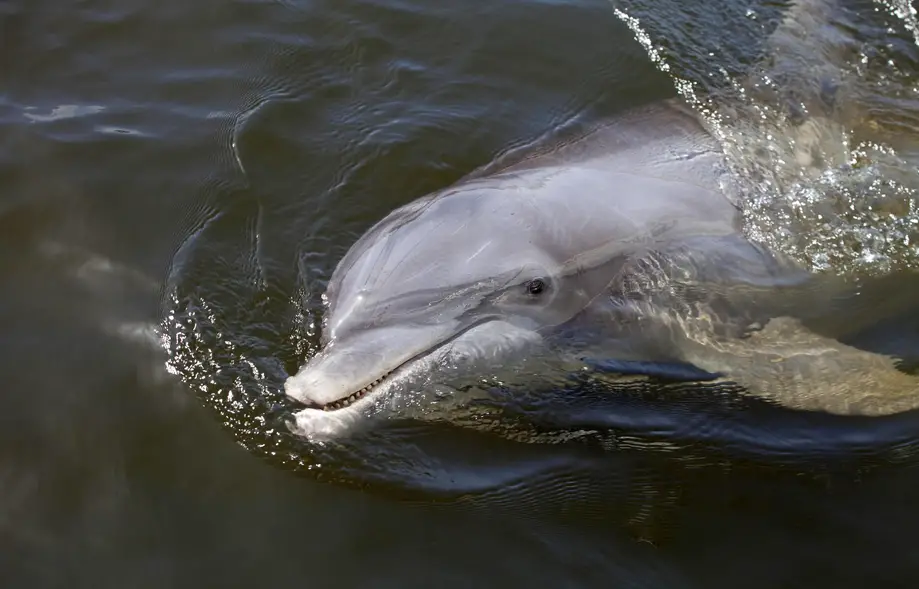 Dolphin Tour