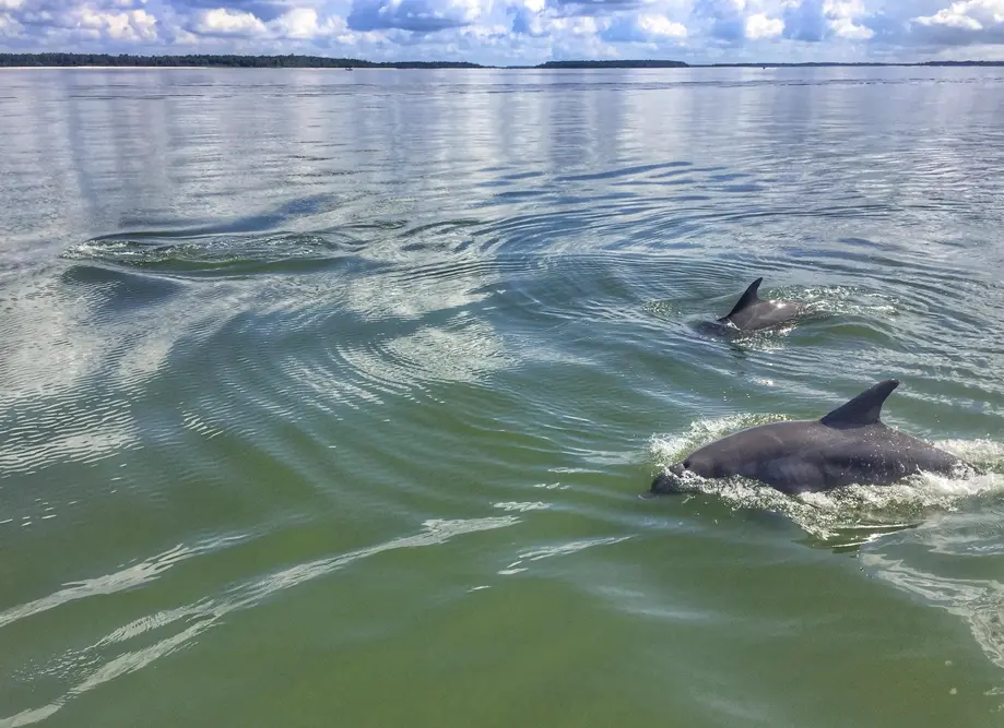 Dolphins & Donuts