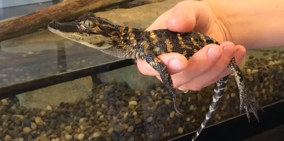Reptiles for Kids