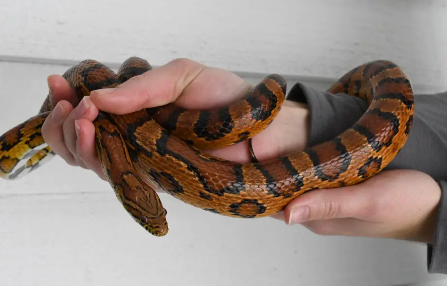 Lowcountry Reptiles