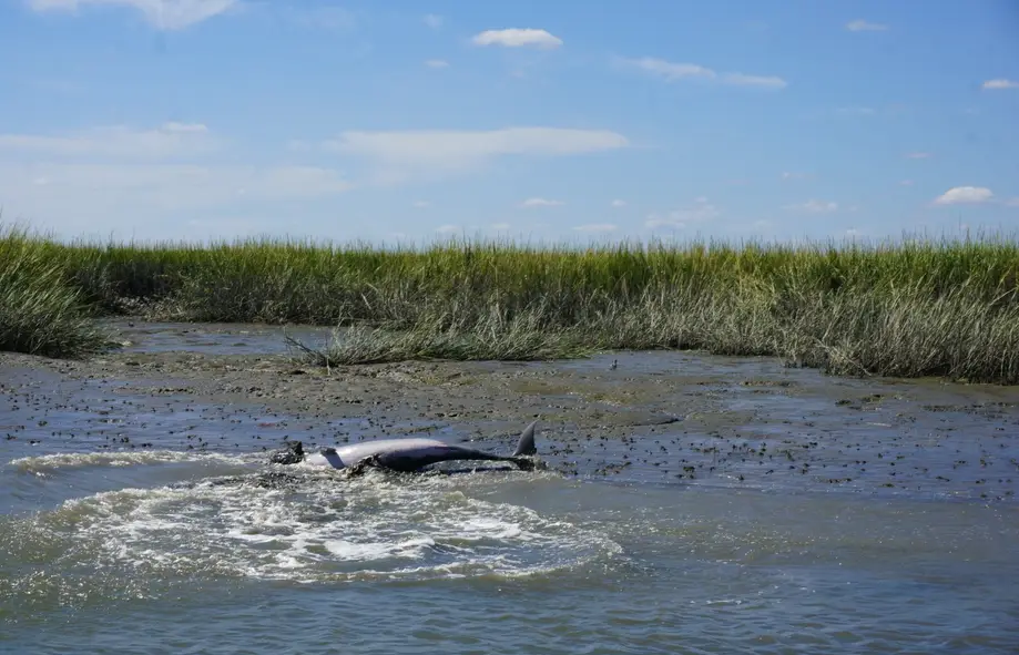 Salt Marsh Excursion