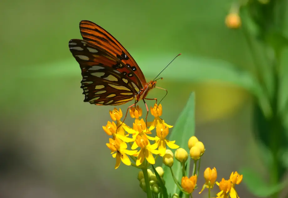 Bugs and Blooms