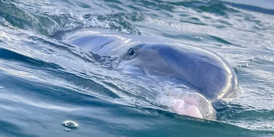 Shared / Guaranteed Dolphin Tour