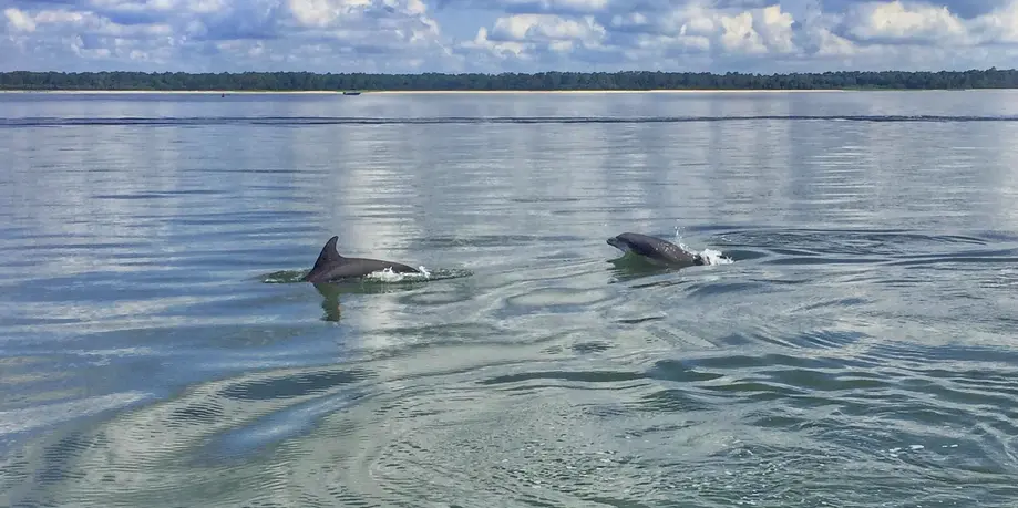 Dolphin Tour