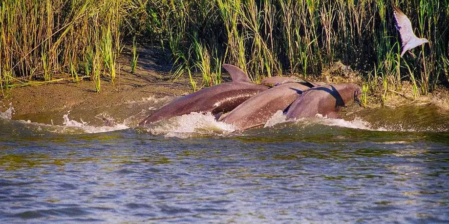 Three Hour Dolphin Strand Feeding Excursion