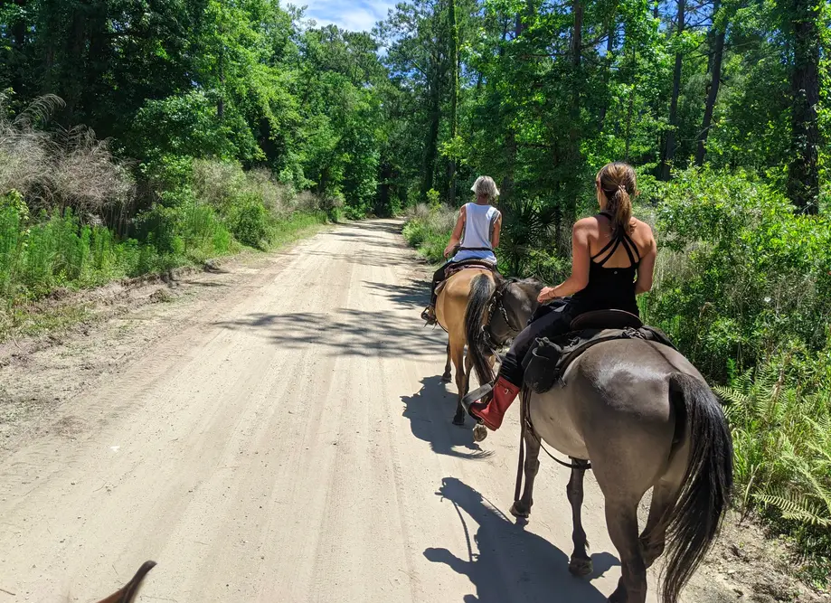Forest Ride