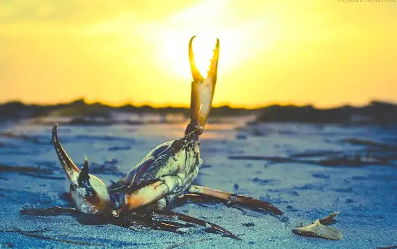 Tuesday Fireworks and Sunset Sport Crabbing Adventure