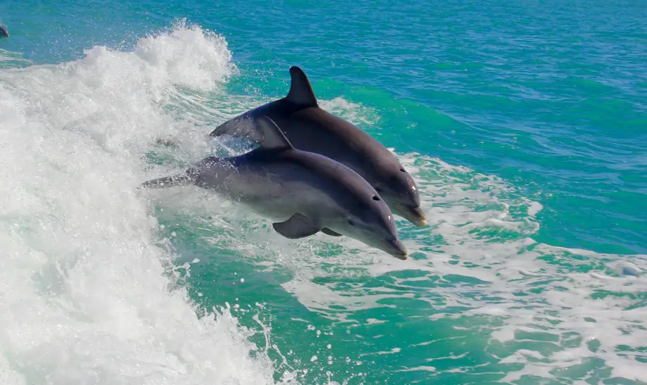 Dolphin Eco Tour