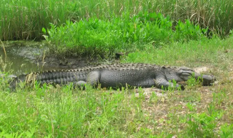Alligator & Wildlife Tours
