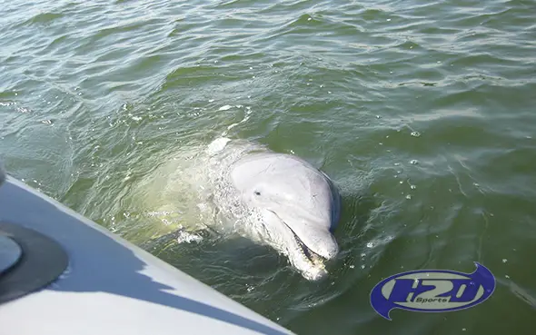 1 Hour Dolphin Tour