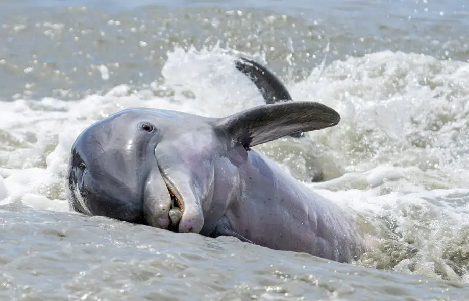 Private / Dolphin Strand Feeding Expedition