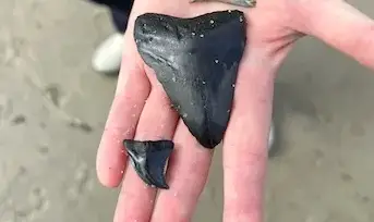 DI PVT Shark Tooth 12p