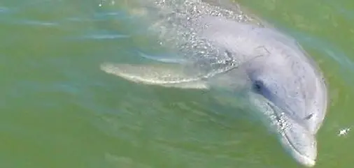Dolphin Cruise
