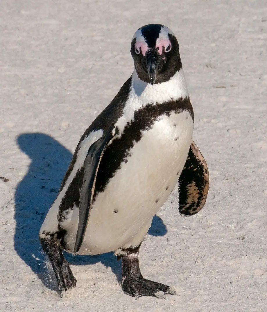 Penguin Encounter