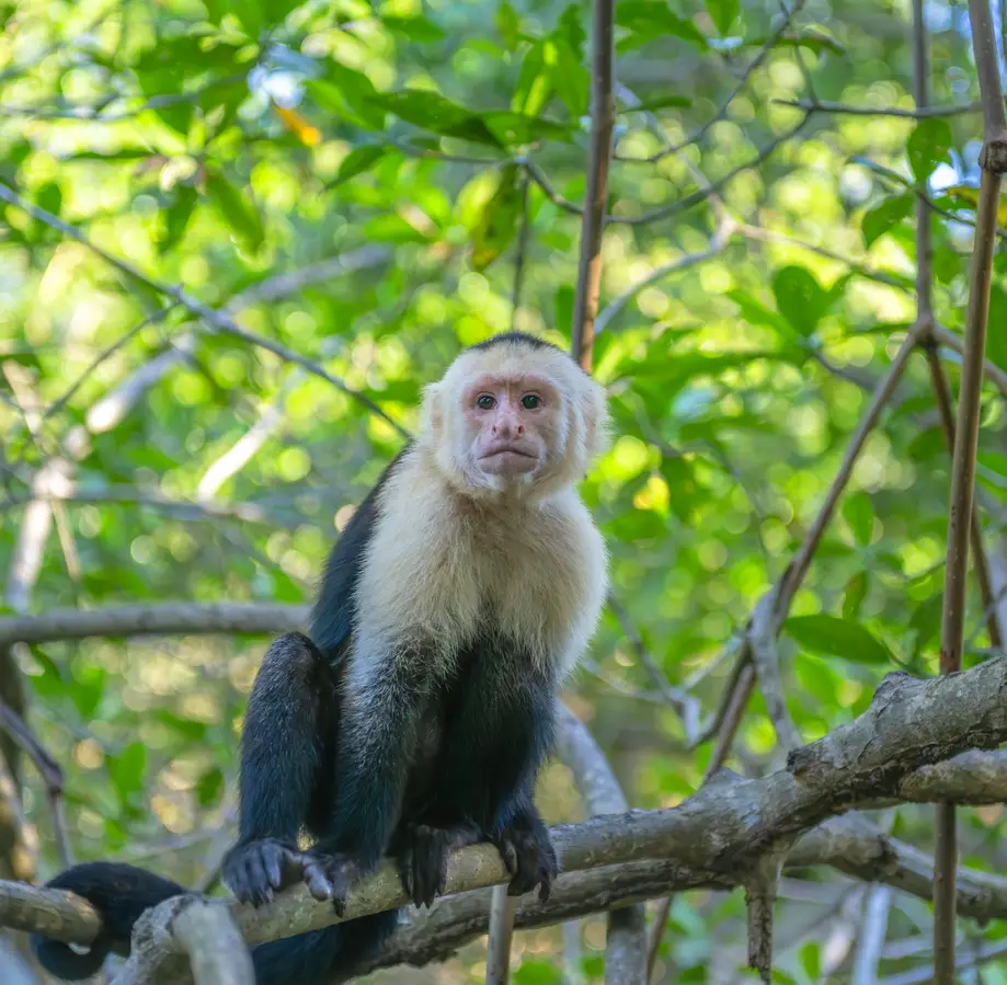 Primate Date GOOD FOR AGES 10 AND UP!