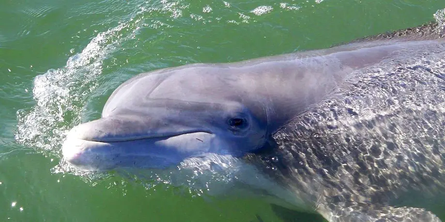 Dolphin Excursion